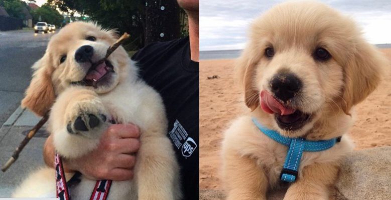 10 Reasons Golden Retrievers Might Just Be The Worst Dog Breed