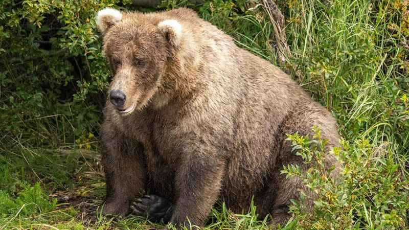 Katmai National Park Bears
