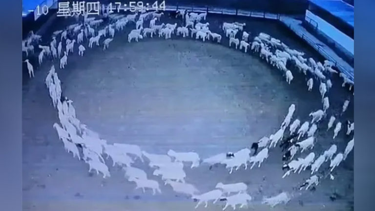 Video of sheep moving in a circle at random for days goes viral