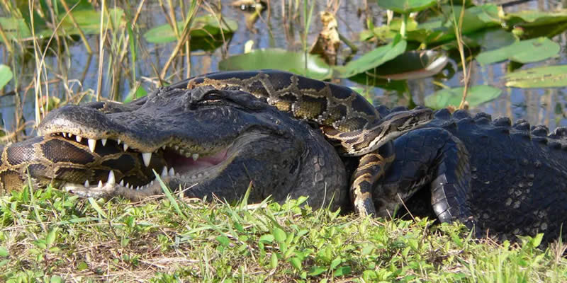 Alligator eating Python