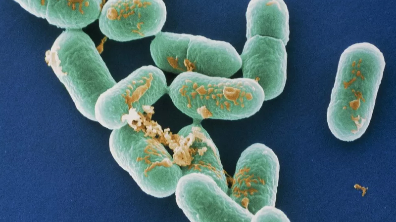 Listeria outbreak