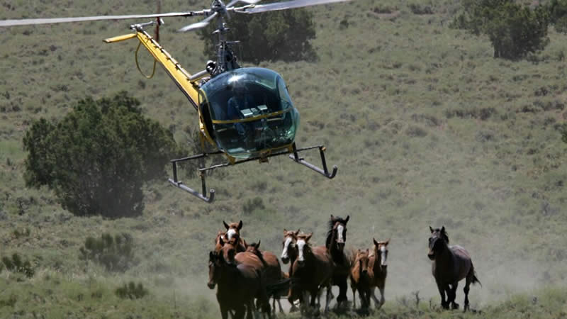 Nevada Wild Horse Roundup
