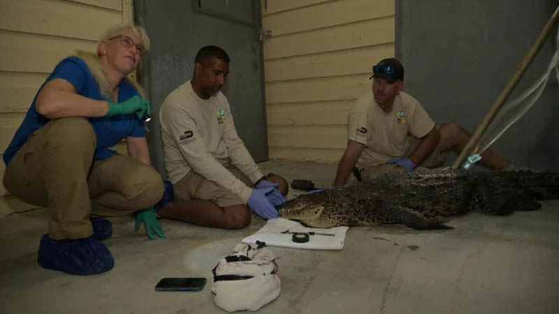 American crocodile was found