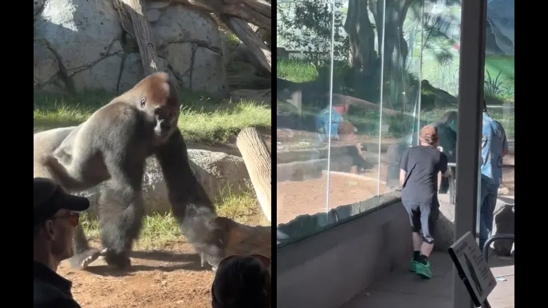 A massive gorilla was seen charging