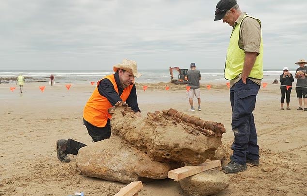 20 million year old whale fossil