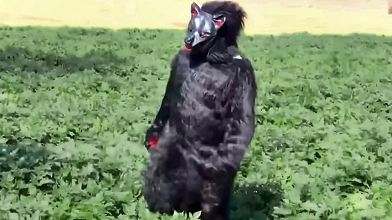 Farmers dressing as bears to try to scare off potato-eating monkeys