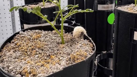 Scientists Grow Chickpeas in Moon Soil to Study Future Space Farming (CREDIT: Jessica Atkin)