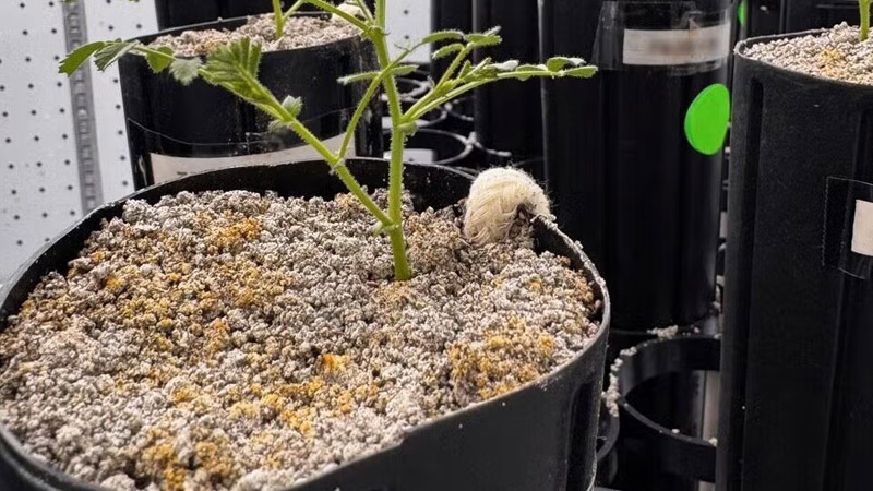 Scientists Grow Chickpeas in Simulated Moon Soil