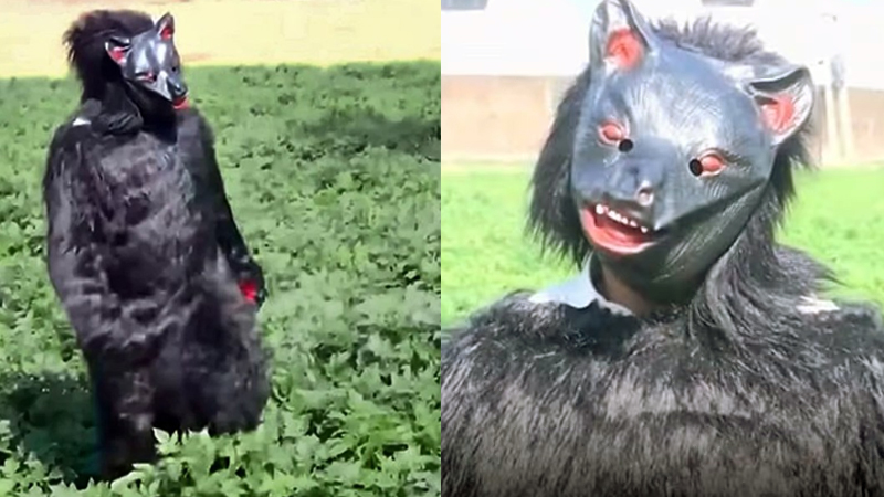 farmers have started dressing as bears