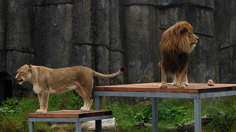 lions in zoo